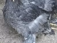 Brahma — foto 4