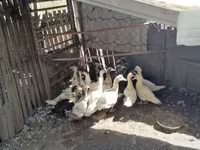 Ducks — Foto 4