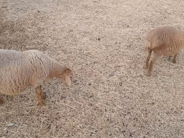 Ovejas (lote, sexo no especificado), Ovejas
