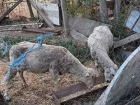 نعجة, الأغنام — الصورة 2