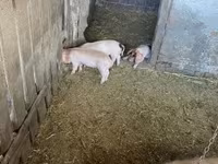 Süldőanya, Sertések — 3. fotó
