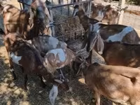 母山羊, Nubian Goat — 照片 6