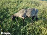 Kos, Tsigai sheep — 4. fotó
