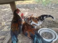 bantam japonais — photo 4
