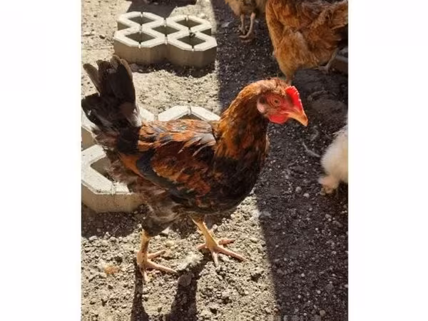 Chickens