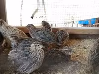 Quails — 照片 4