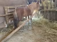 Cheval, Chevaux — photo 1