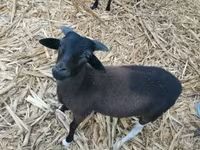 Ram, Cameroon sheep — photo 5