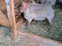 كبش, Rouge de l’Ouest sheep — الصورة 2