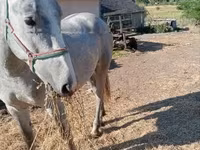 घोड़ा, Lipizzaner — फ़ोटो 3