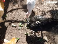 Chickens — الصورة 2