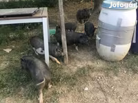 नर सूअर, Вьетнамская вислобрюхая — फ़ोटो 2
