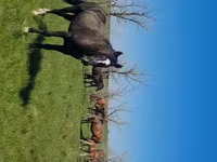 Бие, Kazakh horse — 4-сурет