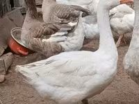 Geese — 照片 7
