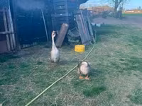 Geese — 1. fotó