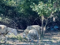 Kos, Merinoland sheep — 8. fotó