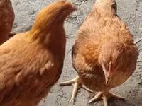 Chickens — फ़ोटो 1