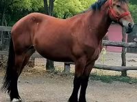 母马, Horses — 照片 4