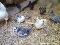 Chickens — photo 1