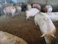 Pigs (batch, sex not specified), Крупная белая — photo 8