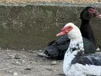 Ducks — 2. fotó
