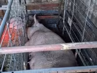 母猪, Pigs — 照片 5