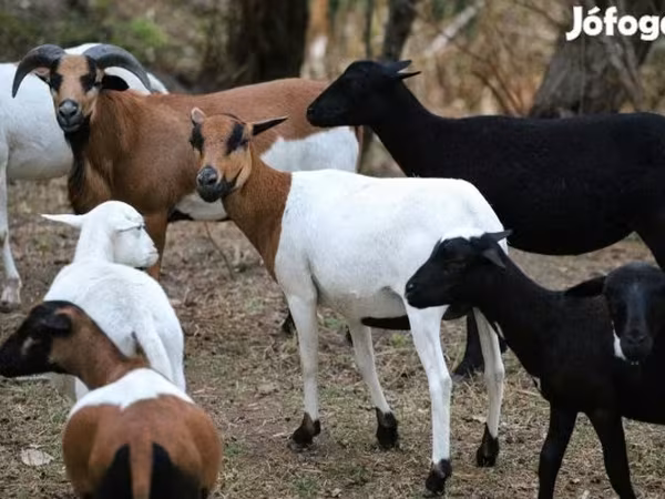 Juh, Cameroon sheep