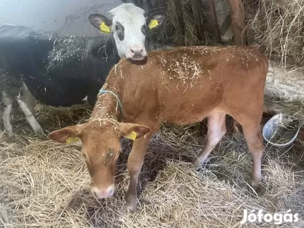 Tehén, Limousin tehén — Magyarország