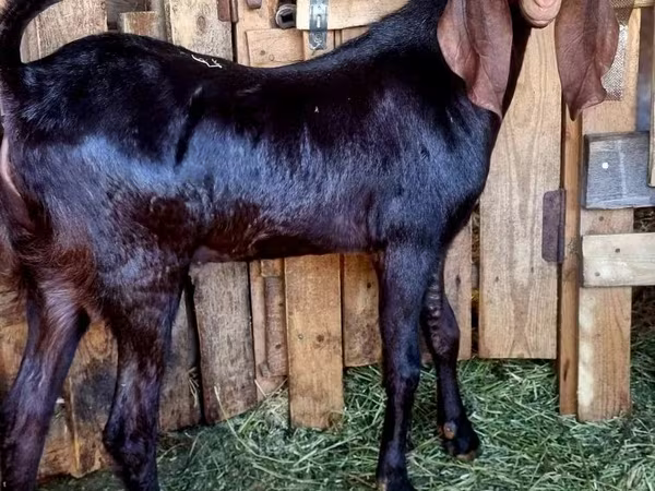 Ziegenbock, Kamori goats