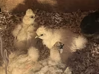 Silkie — photo 3