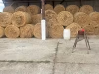 Elcserélnék borjúra üszőre vagy eladnák szénát — photo 2