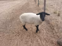 母羊, White Suffolk sheep — 照片 4