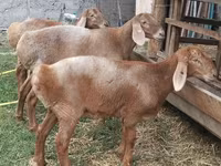 Juh, Arashan sheep — 6. fotó