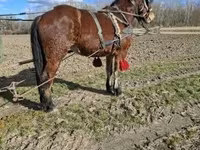 Mare, Horses — photo 8
