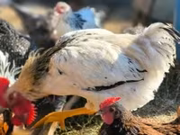 Chickens — 2. fotó