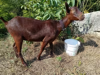 Koza, Murcia-Granada goats — foto 2