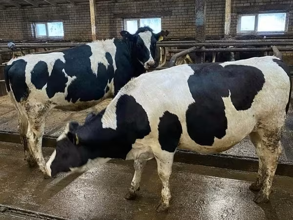 Cow, Holstein breed