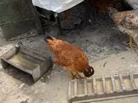 Chickens — 照片 4