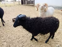 Kos, Ouessant sheep — 2. fotó