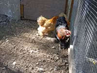 Chickens — Foto 1