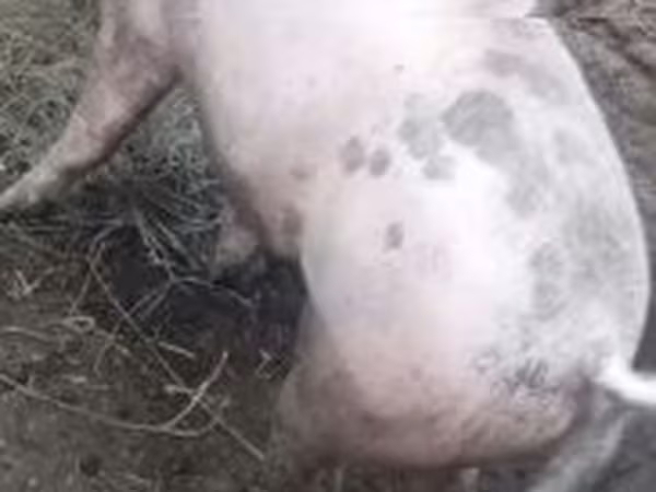Boar, Pigs