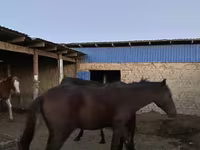 Horses (batch, sex not specified), Horses — photo 2