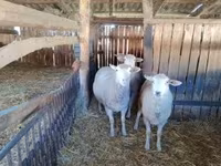 Sheep, Ile-de-France sheep — photo 2