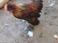 Chickens — photo 3
