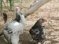 Brahma — photo 2