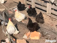 Bantam Pekín — foto 1