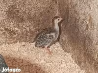 Guinea fowl — Foto 3