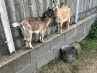 母山羊, Alpine goat — 照片 4