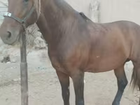 Hing, Kyrgyz Horse — 1. fotó
