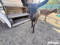 Billy Goat, Goats — photo 8